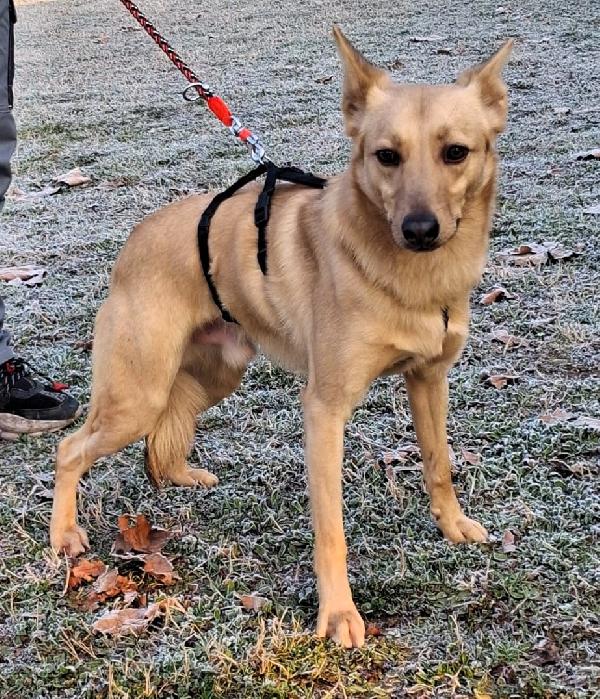 MANUEL DOLCISSIMO CAGNOLINO Foto 4